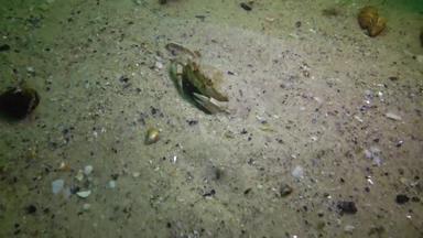 乌克兰游泳蟹macropipus霍尔萨图斯动物黑色的海